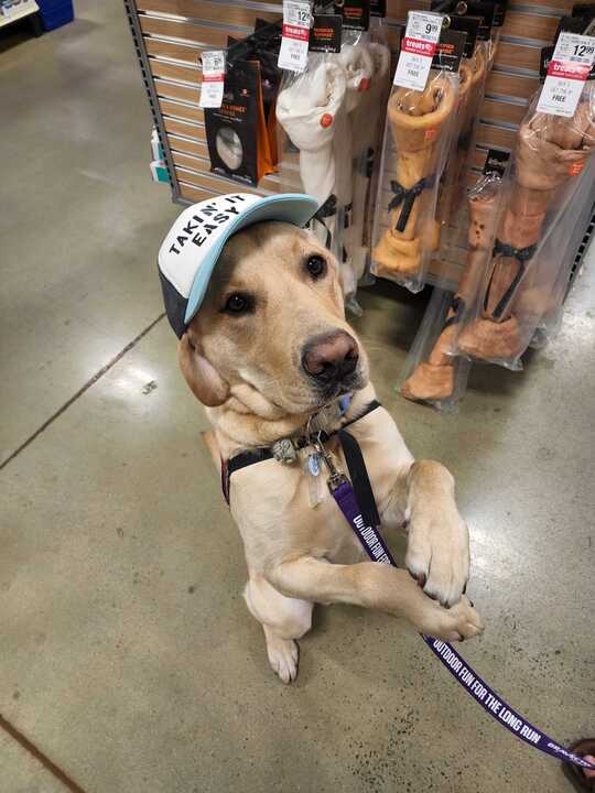 Anthony's Hunter being a good boy!