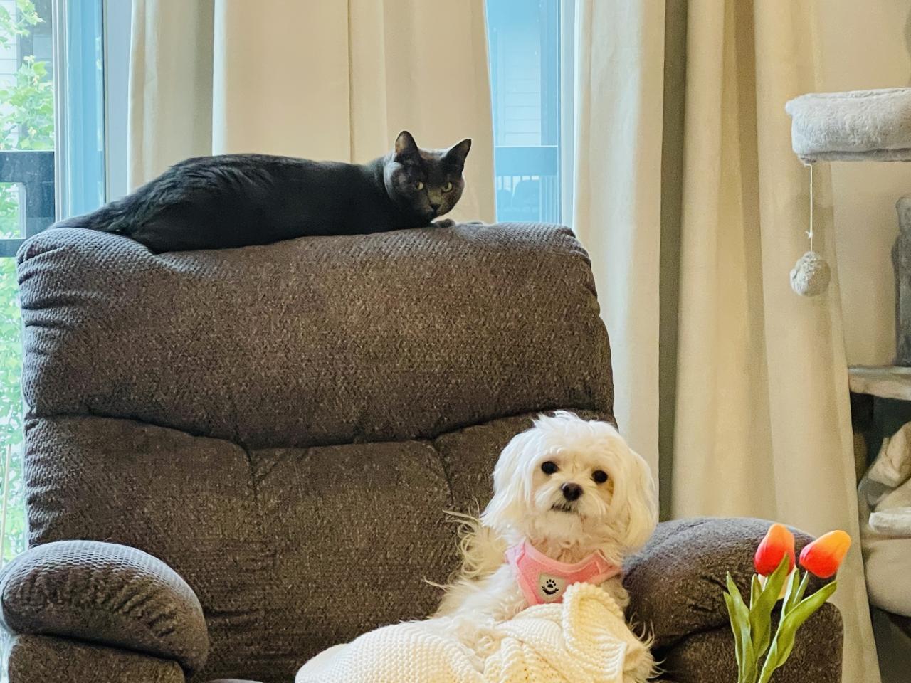 Sanmao and Davia's Momo