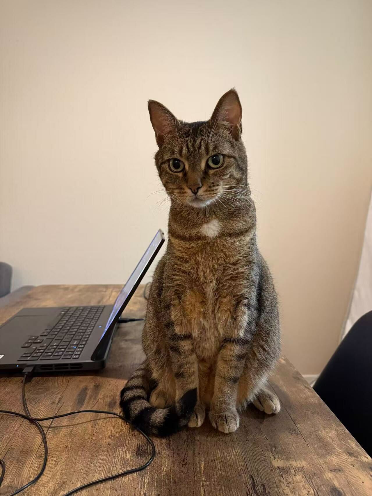 Momo with great posture.