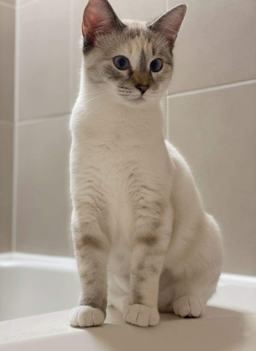 Rich is a very beautiful cat.