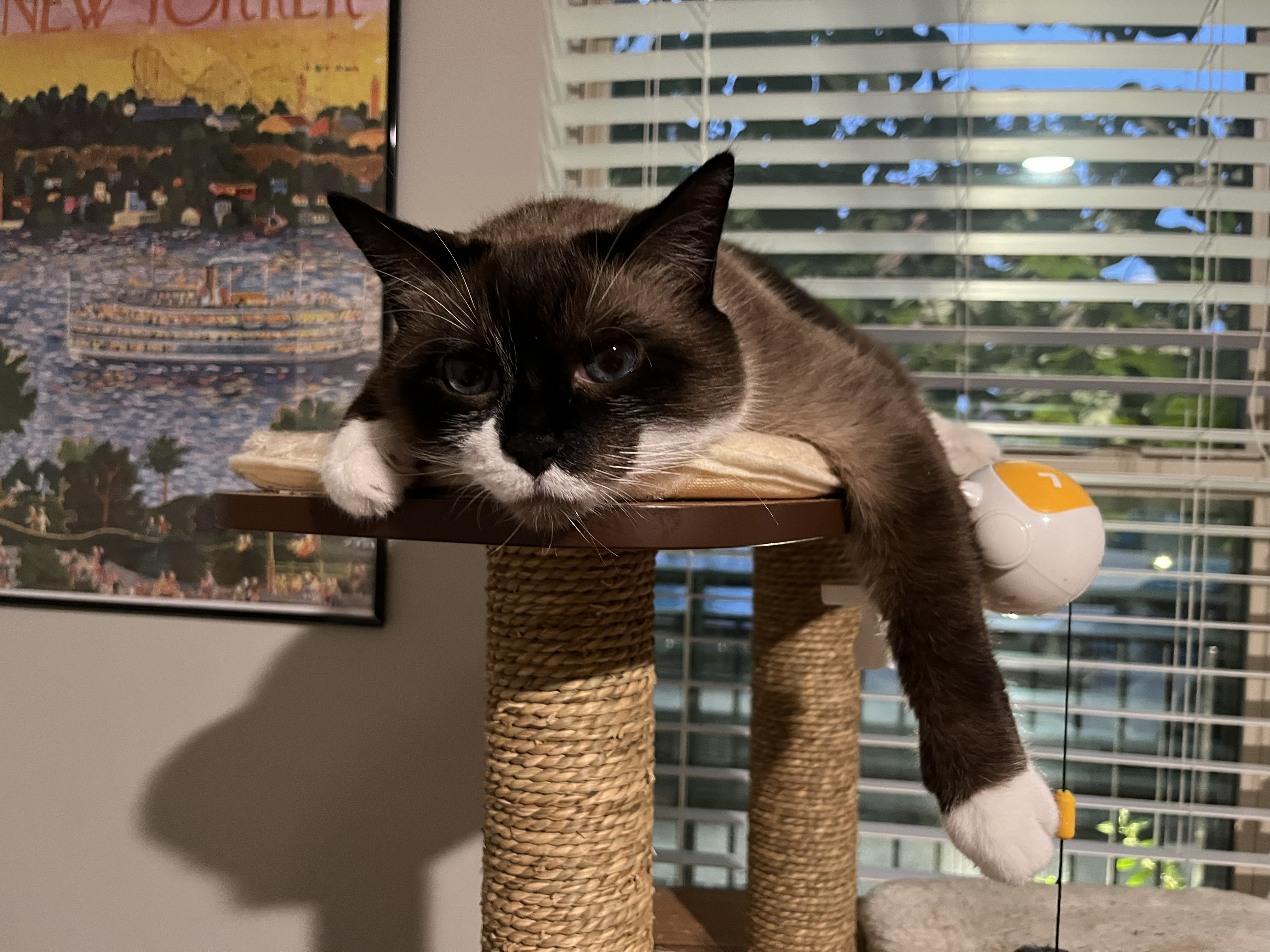Cat Tree Smokey