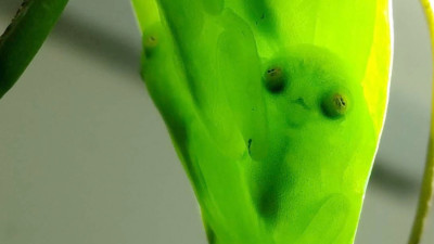Glassfrog's invisibile cloak